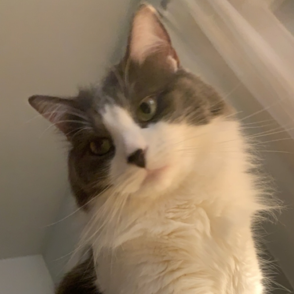 Meet your Posher, Dana